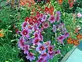 Bed of Salpiglossis sinuata plants with flowers of three different colours.
