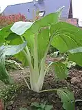 Bok choy plant from a side view