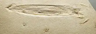 Plesioteuthis prisca