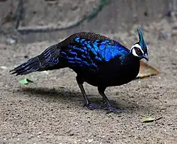 Male at Puerto Princesa , Palawan