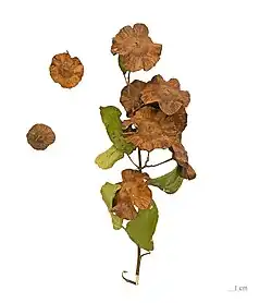 Fruit and seeds of Paliurus spina-christi