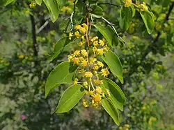 Foliage and flowers, in northern Greece