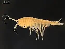 Pallasiola quadrispinosa