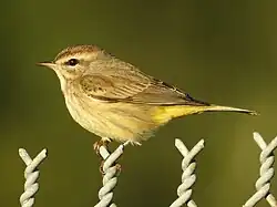 Nonbreeding plumage-Florida, USA