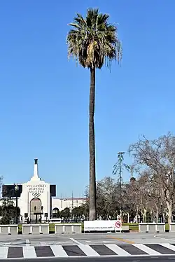 Historic fan palm (first known transplanting late 1850s[12]) in Exposition Park, Los Angeles, California, USA