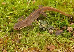Small brown newt with orange stripe on back, on moss