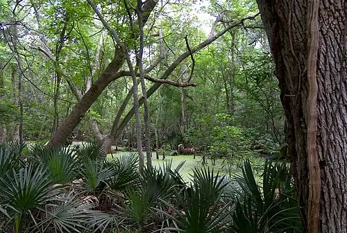 Dwarf palmettos (Sabal minor) at Palmetto State Park, Texas