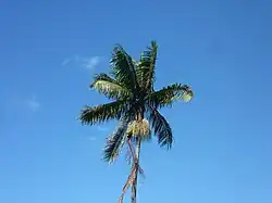 The crown of a plam tree seen against a blue sky background