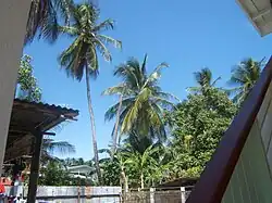 Palm Trees in a Clonbrook backyard
