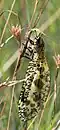 Female