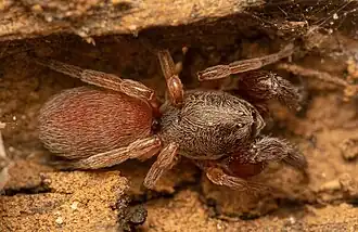 female