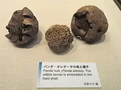fruit