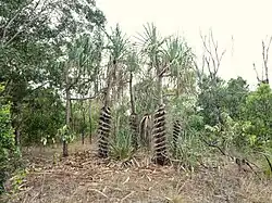 Habit