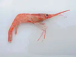 Caridea: Pink shrimp (Pandalus borealis)