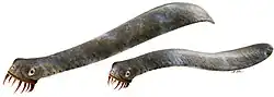 Restoration of Panderodus unicostatus