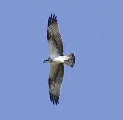 Osprey, Mallorca