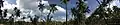 Panoramic view of coconut plantations backed by blue skies