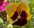 Hybrid pansy