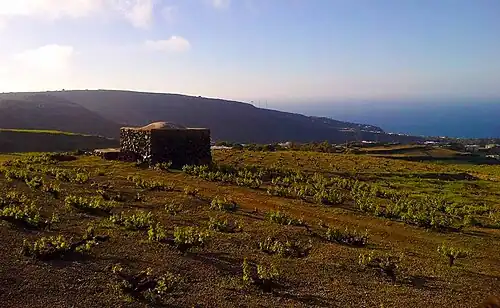 A single stone building surrounded by evenly-spaced small bushes, likely muscat grape vines