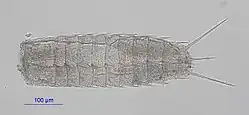 Paracentrophyes quadridenta