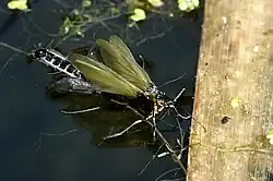 Parachiona picicornis emerging