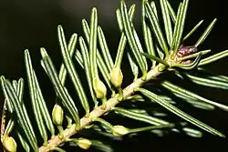 Galls of the gall midge Paradiplosis tumifex in needle leaves of Abies balsamea