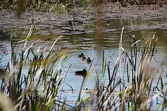 Birdlife along Paradise Road, 2011