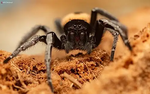 male
