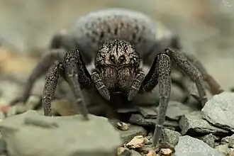 female