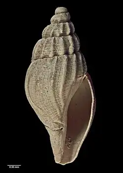 Paraguraleus abbreviatus