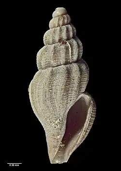 Paraguraleus finlayi