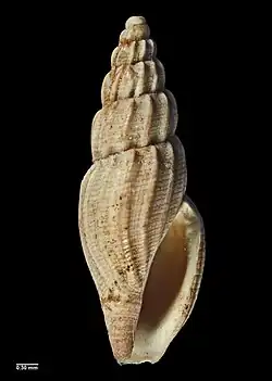 Paraguraleus incisus