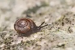 Paralaoma servilis