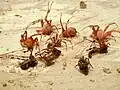 Paralyzed spiders taken from a cell in an organ pipe wasp nest