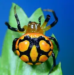 Paraplectana sp. from South Africa