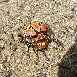 P. thorntoni