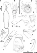 Protosarcotretes nishikawai