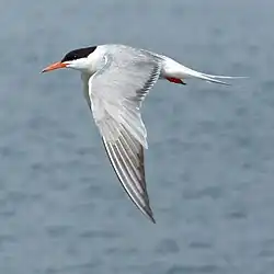 Common tern, Molentargius - Saline Regional Park, Sardinia