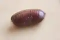 Ootheca of Parcoblatta uhleriana