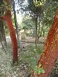 Exfoliating bark of Arbutus andrachne.