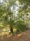 Cycas revoluta.