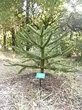 Araucaria araucana.