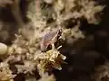 Live Pardalinops testudinarius