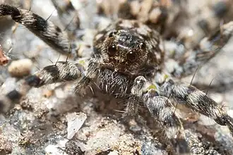 Pardosa lapidicina