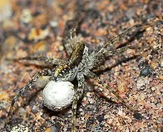 Pardosa schreineri