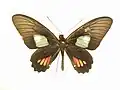 female Parides arcas form antheas