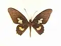 male Parides eurimedes antheas