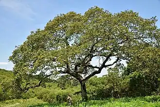 A mabola plum (Parinari curatellifolia) tree near Hazyview