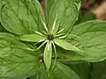 Paris quadrifolia in flower
