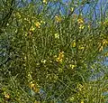 Plant of Parkinsonia aculeata